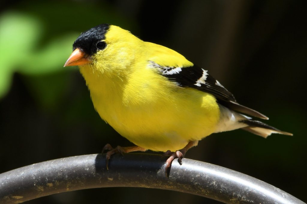 american goldfinch standing on branch