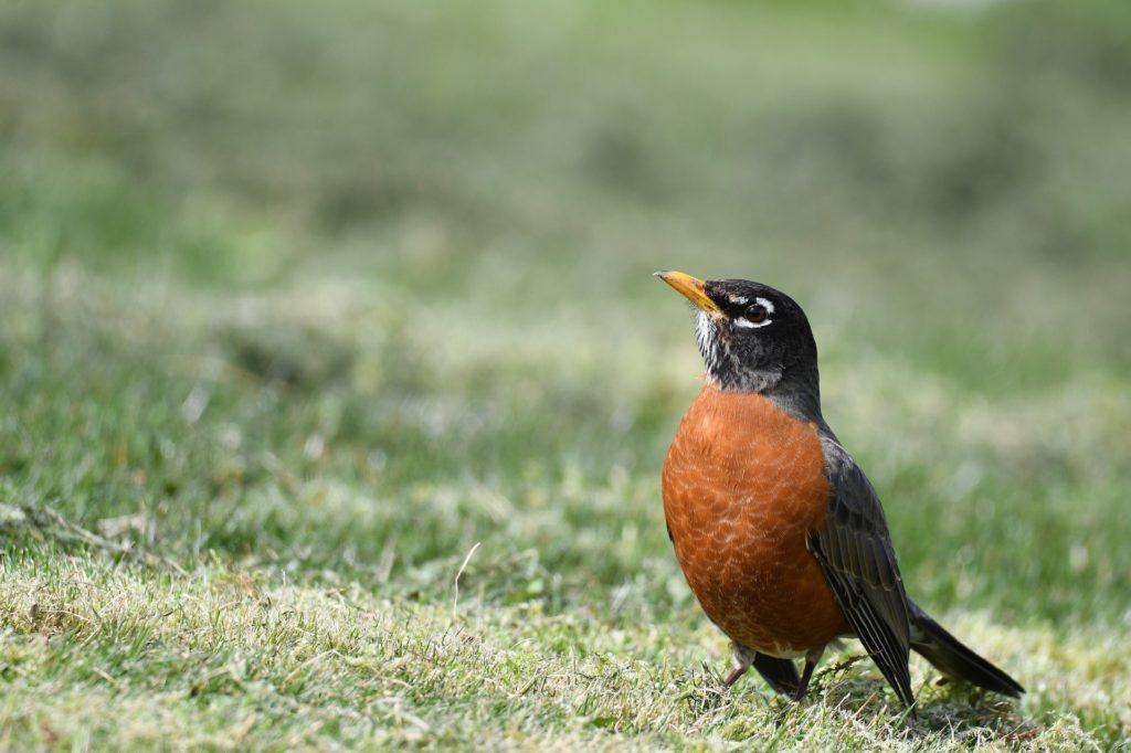 american robin standing in grass