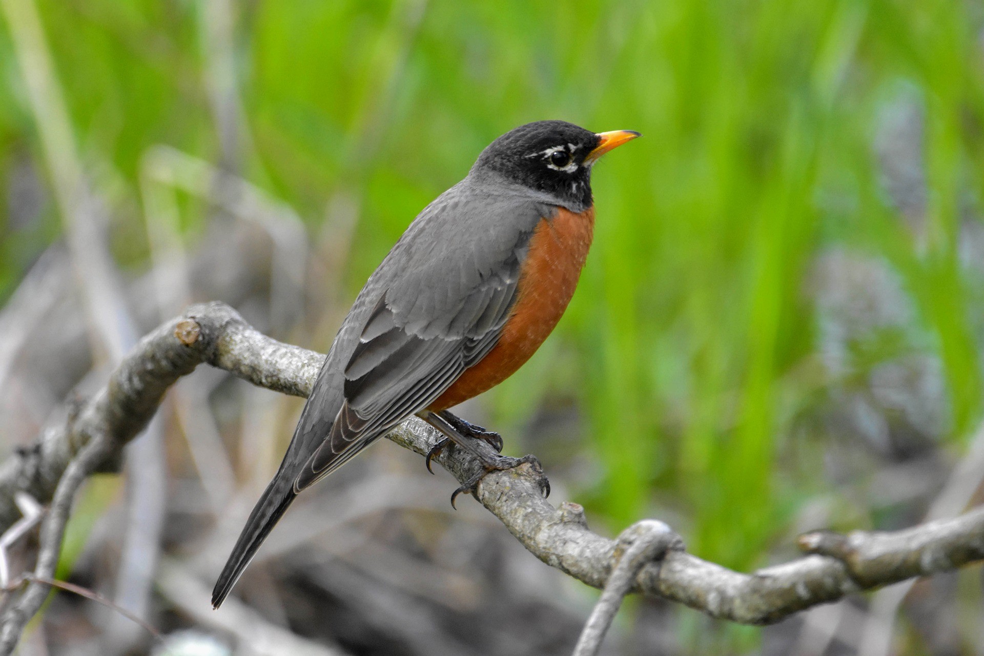 american robin perched on a branch