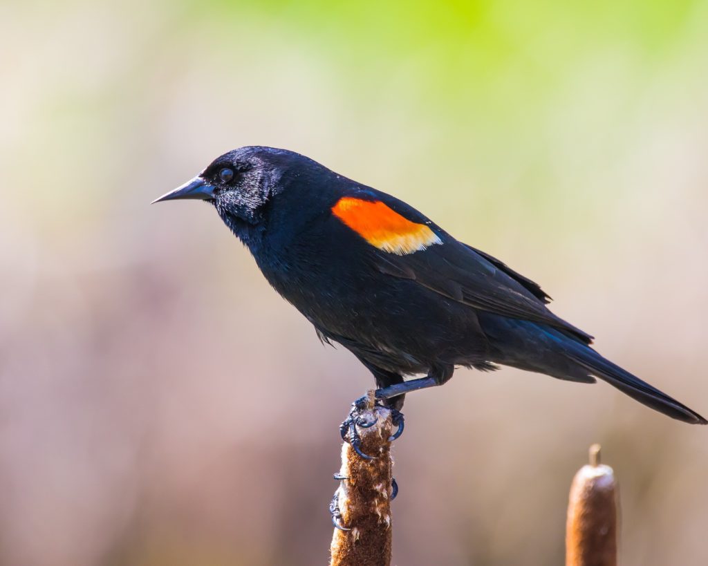 red-winged blackbird on branch
