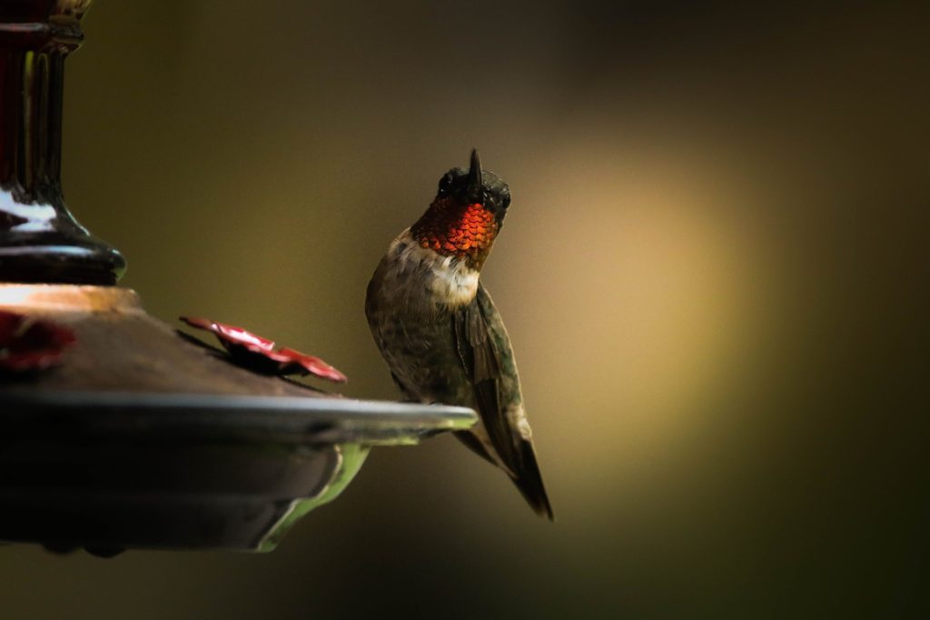 ruby-throated hummingbird perched