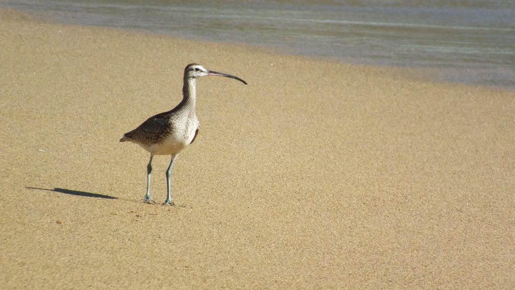 long-billed curlew on the beach