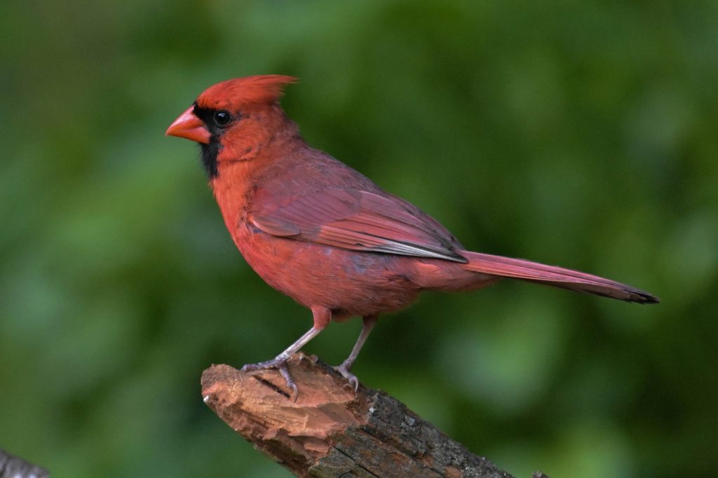 northern cardinal standing still