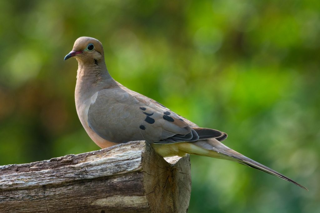 mourning dove looking around