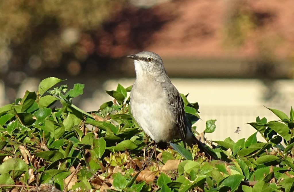 northern mockingbird perched in bush