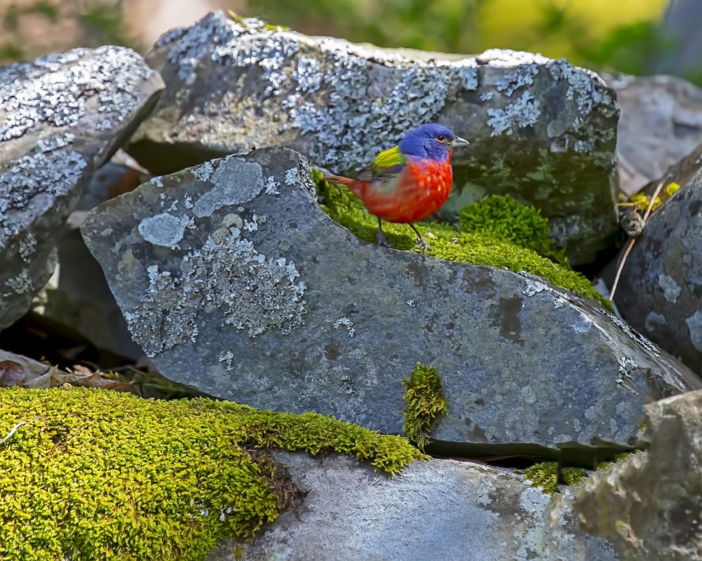 painted bunting perched on a rock