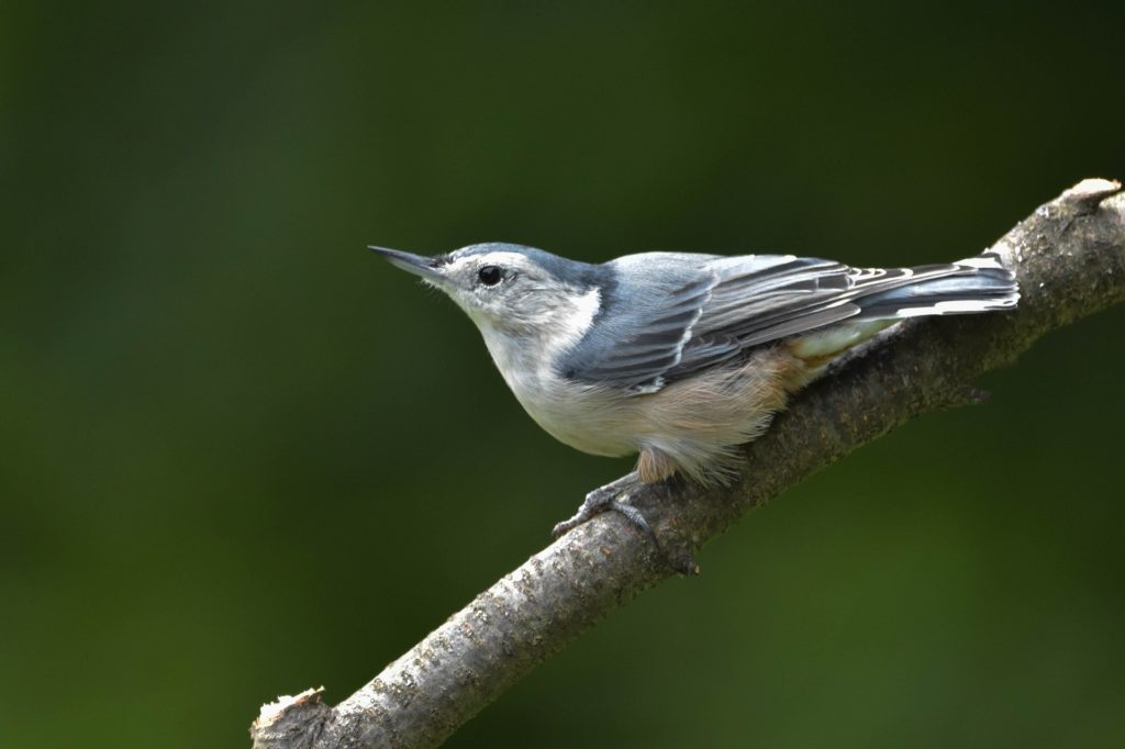 white-breasted nuthatch on alert