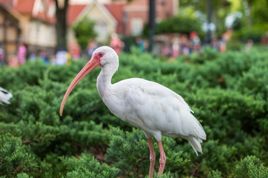 white ibis standing