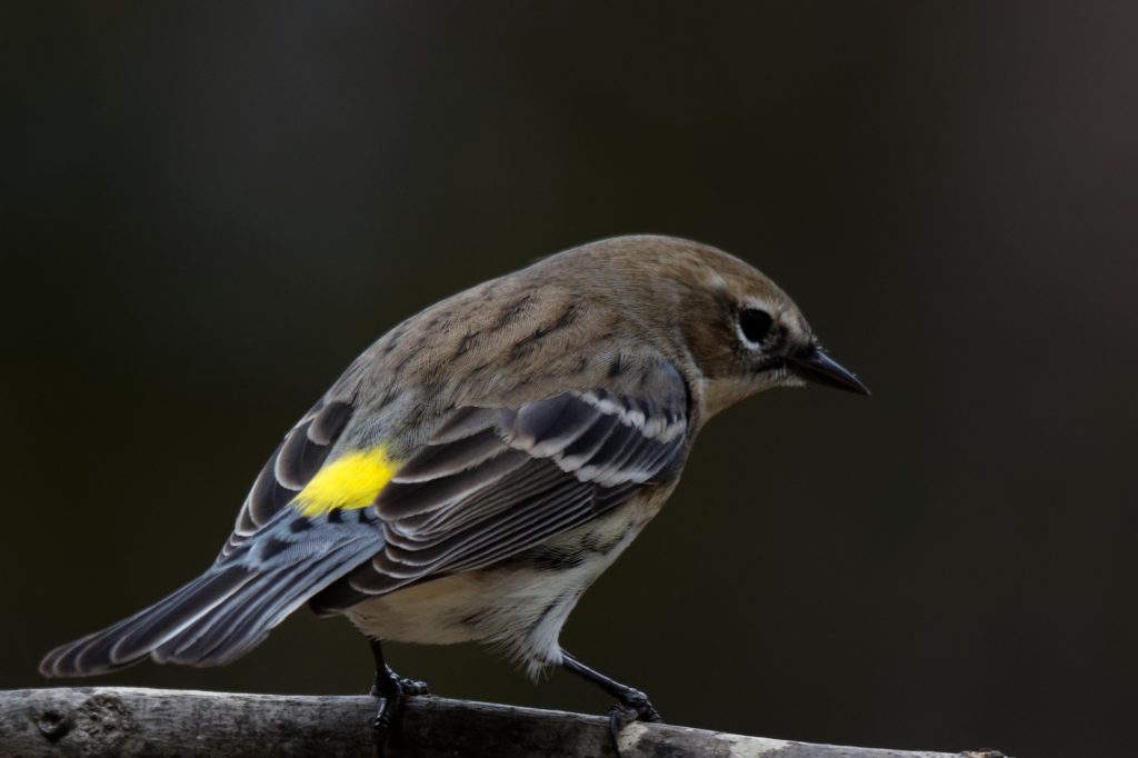 Yellow-rumped Warblers on branch