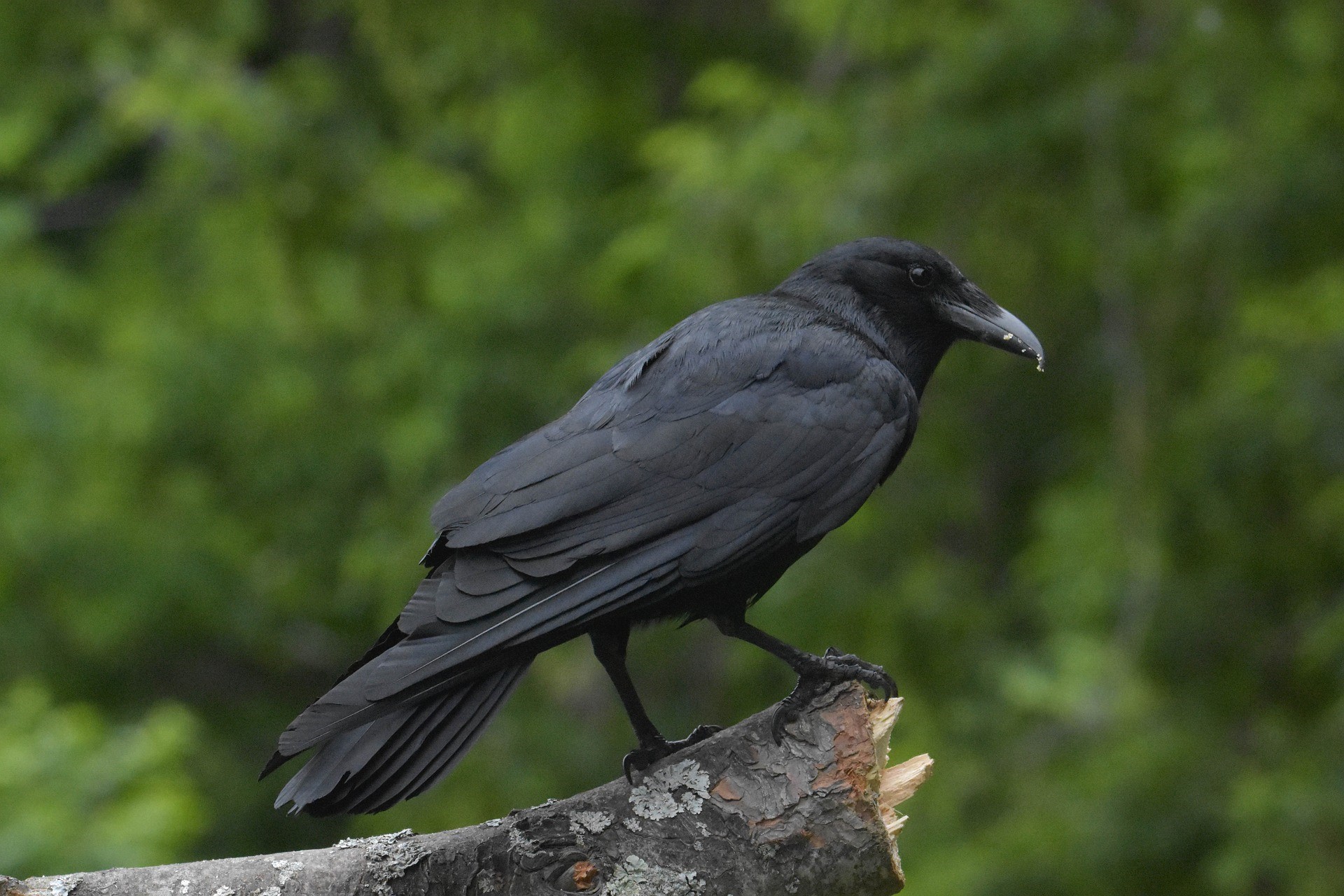 american crow scanning the area