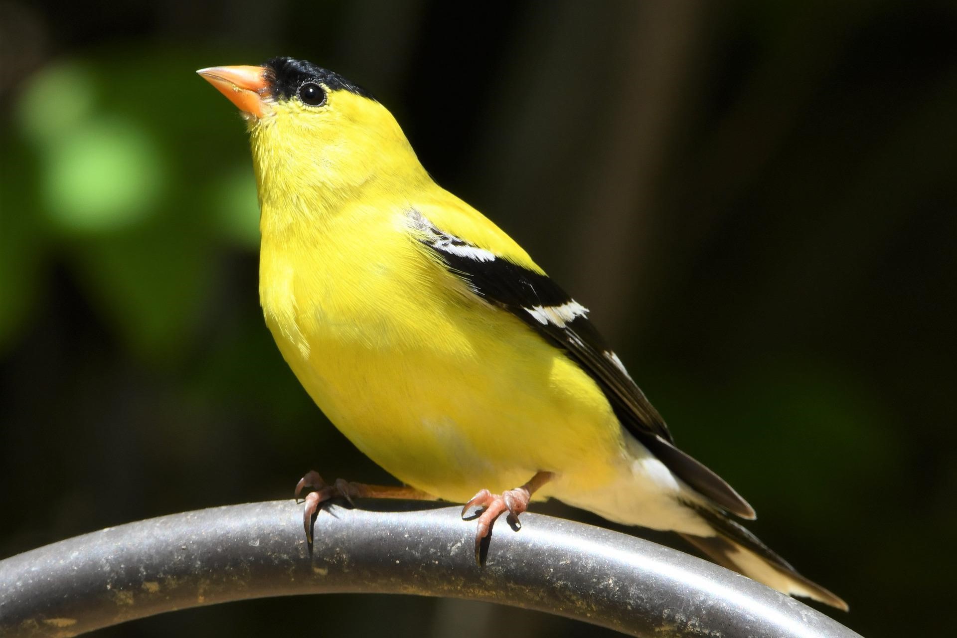 american goldfinch listening