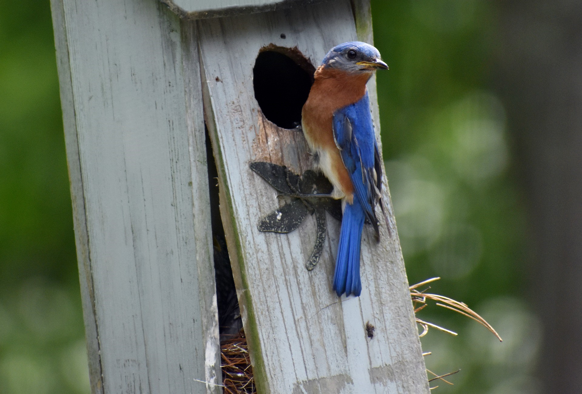 eastern bluebird entering birdhouse