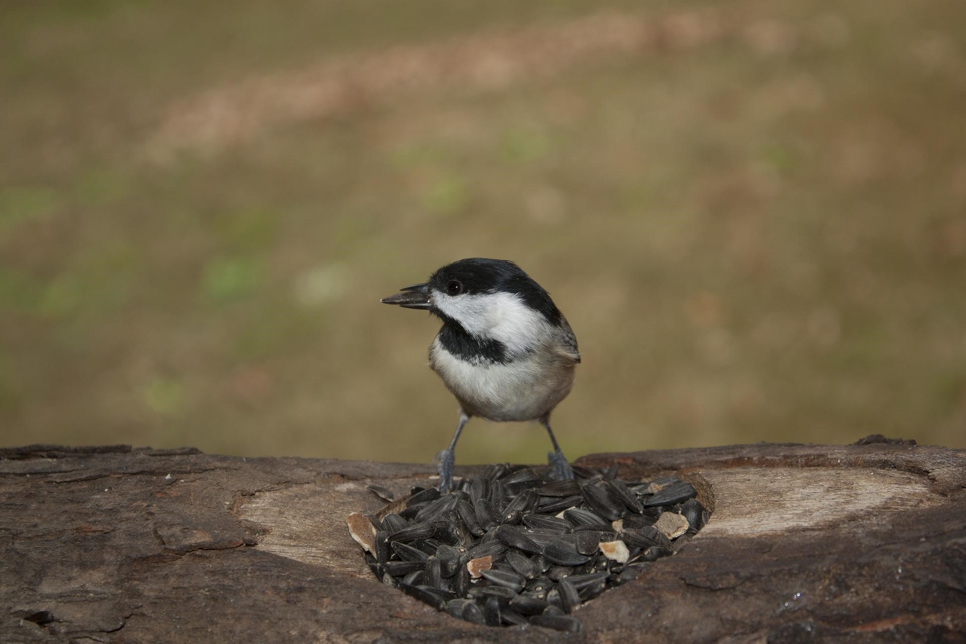 carolina chickadee protecting seeds