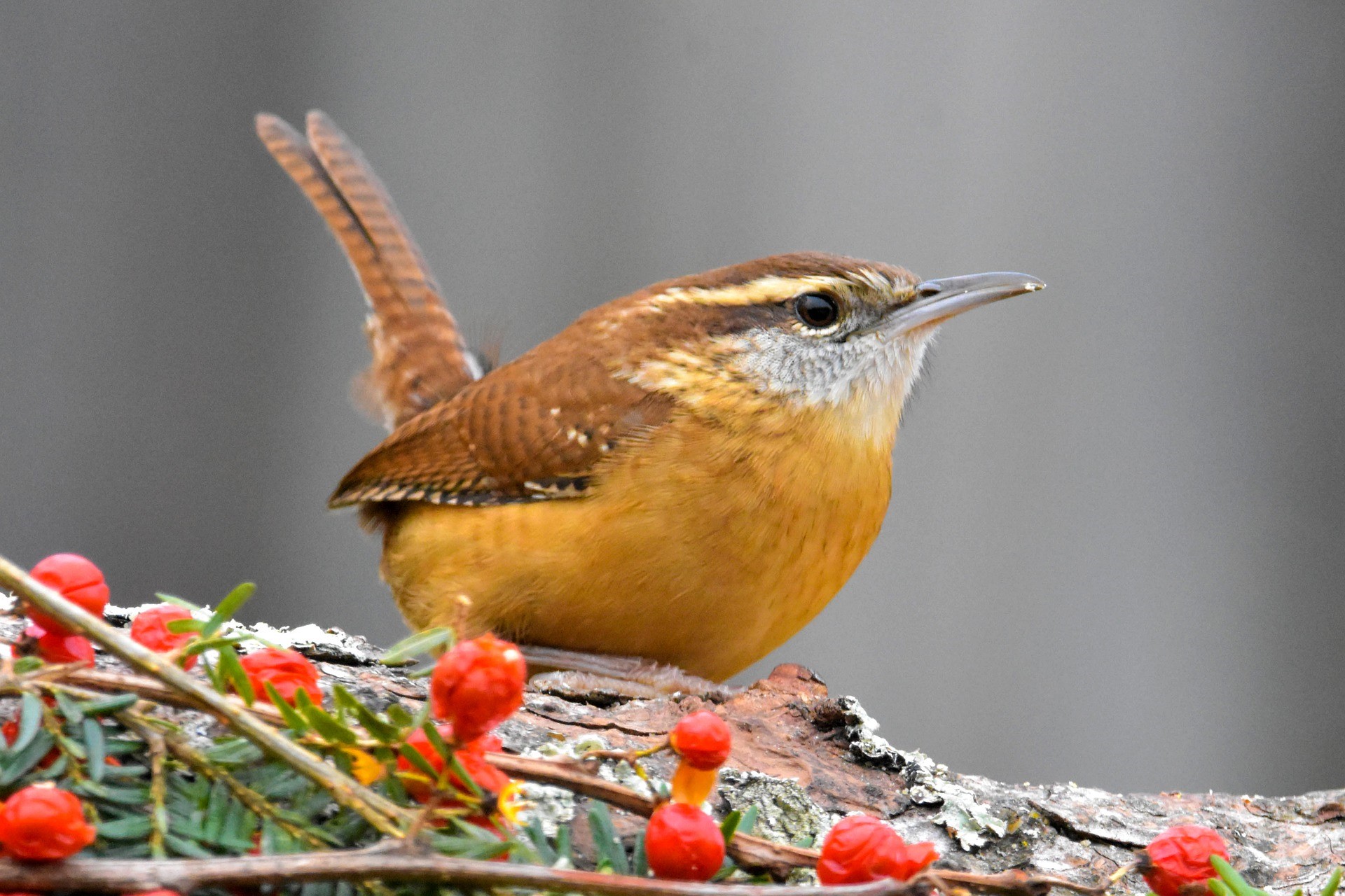 carolina wren on a branch