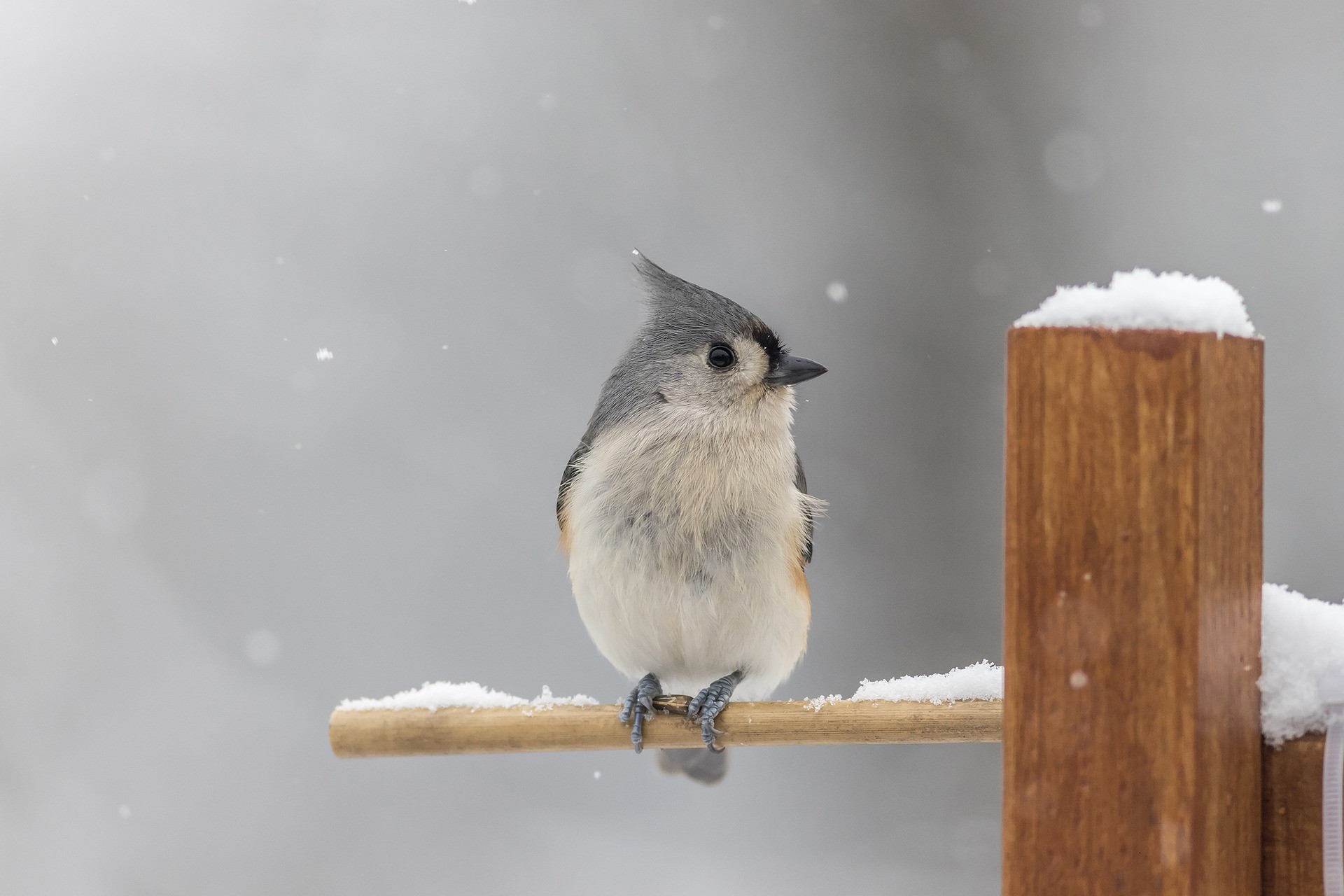 tufted titmouse perched on a branch