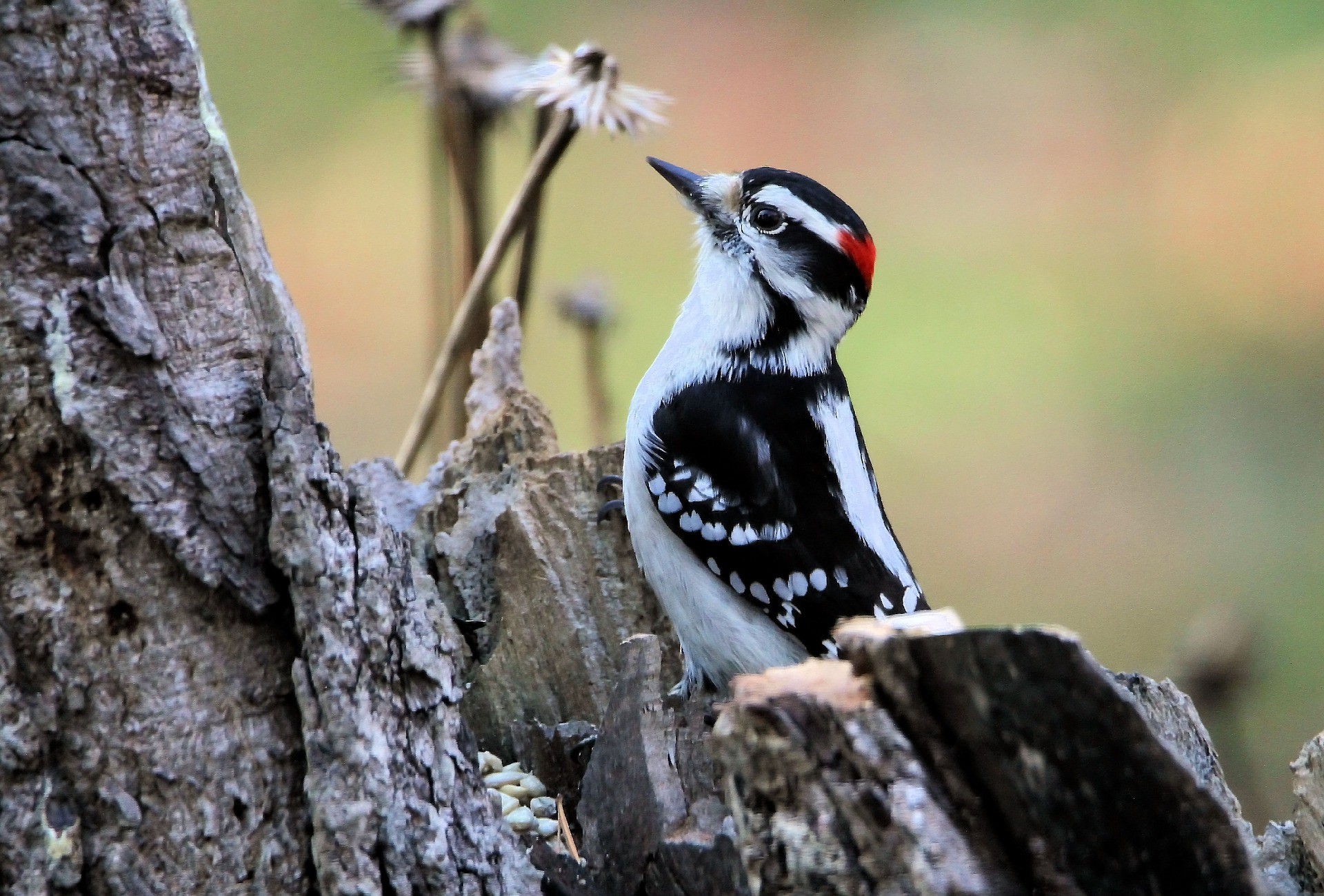 downy woodpecker smelling a flower