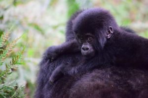 mountain gorilla in uganda